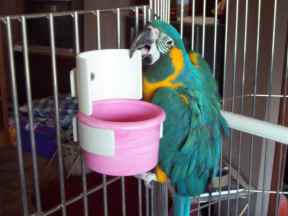 Bowl Holder How To 9 Thumb