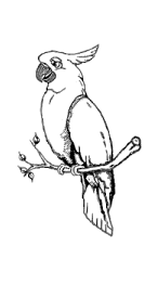 cockatoo.gif