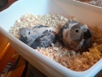 Baby Grey