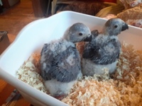 Baby Grey